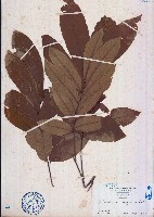 藏品(龍眼)的圖片