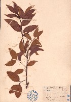 藏品(褐葉柄果木)的圖片