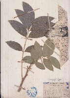 藏品(無患子)的圖片