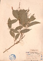 藏品(賽木患)的圖片