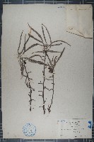 藏品(華鳳仙)的圖片