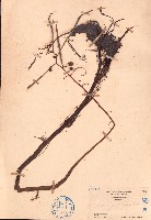 藏品(華鳳仙)的圖片