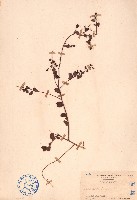 藏品(小葉黃鱔藤)的圖片