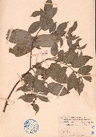藏品(光果翼核木)的圖片