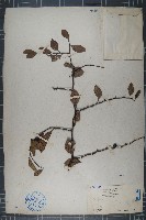 藏品(球棗)的圖片