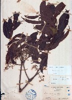 藏品(火筒樹)的圖片