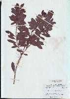 藏品(青楊梅、恆春楊梅)的圖片