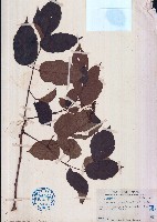 藏品(紅腺紫珠)的圖片