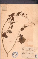 藏品(翅莖白粉藤)的圖片