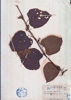 藏品(毛葉白粉藤、苦郎藤)的圖片