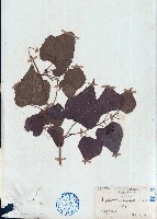 藏品(異葉蛇葡萄)的圖片