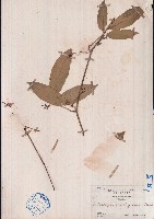 藏品(三葉青、三葉崖爬藤)的圖片