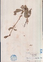 藏品(三葉青、三葉崖爬藤)的圖片