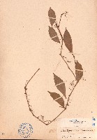 藏品(三葉青、三葉崖爬藤)的圖片