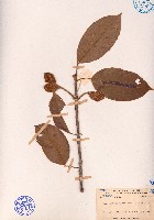 藏品(銹毛杜英)的圖片