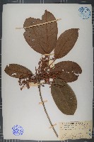 藏品(銹毛杜英)的圖片