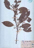 藏品(絹毛杜英)的圖片