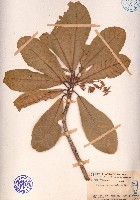 藏品(長芒杜英)的圖片