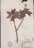 藏品(猴歡喜)的圖片