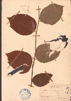 藏品(大葉捕魚木)的圖片