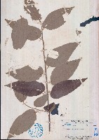 藏品(大葉捕魚木)的圖片