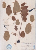 藏品(大葉捕魚木)的圖片