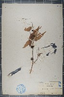藏品(黃麻)的圖片