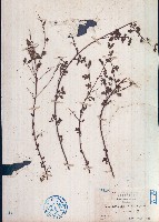 藏品(粗齒垂桉草)的圖片