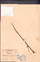 藏品(香葵)的圖片