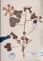 藏品(箭葉秋葵)的圖片