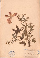 藏品(箭葉秋葵)的圖片