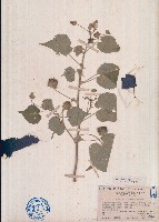 藏品(冬葵子)的圖片