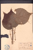 藏品(黃槿)的圖片
