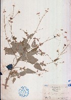 藏品(隔蒴苘)的圖片