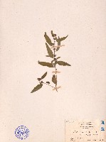 藏品(細葉金午時花)的圖片