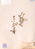 藏品(細葉金午時花)的圖片