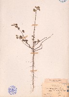 藏品(細葉金午時花)的圖片