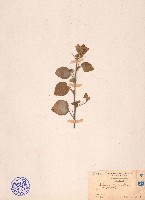 藏品(圓葉金午時花)的圖片