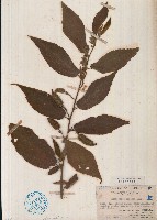 藏品(雁婆麻)的圖片