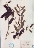 藏品(山芝麻)的圖片