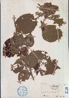 藏品(扭蒴山芝麻)的圖片