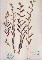 藏品(山芝麻)的圖片