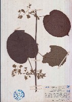 藏品(刺果藤)的圖片