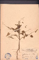 藏品(隔蒴苘)的圖片