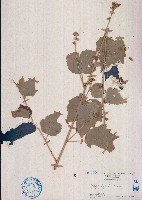 藏品(野棉花)的圖片