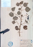 藏品(野棉花)的圖片