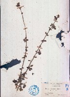 藏品(梵天花)的圖片