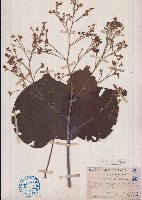 藏品(克蘭樹)的圖片