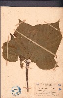 藏品(克蘭樹)的圖片