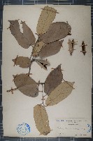 藏品(槭葉翅子木)的圖片